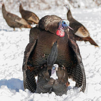 Dave Smith Decoys 3/4 Strut Jake White Faced